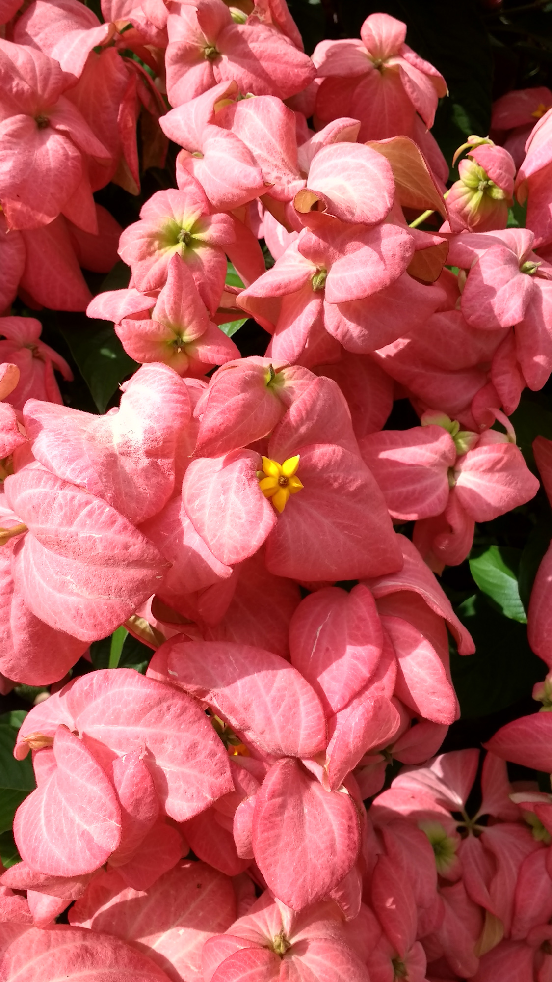 Poinsettia